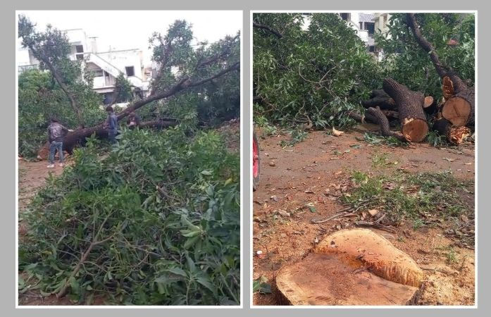 Age-old mango tree axed in Gandhinagar, sparks outrage