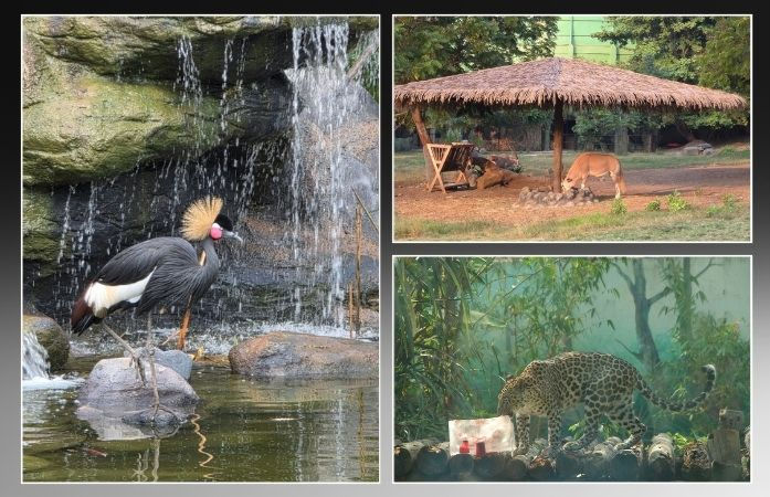 એકતા નગરમાં જંગલ સફારીનો 'સમર પ્લાન': 1500 પ્રાણી-પક્ષીઓ માટે AC, કુલર અને ફળોના બરફના ગોળાની મોજ