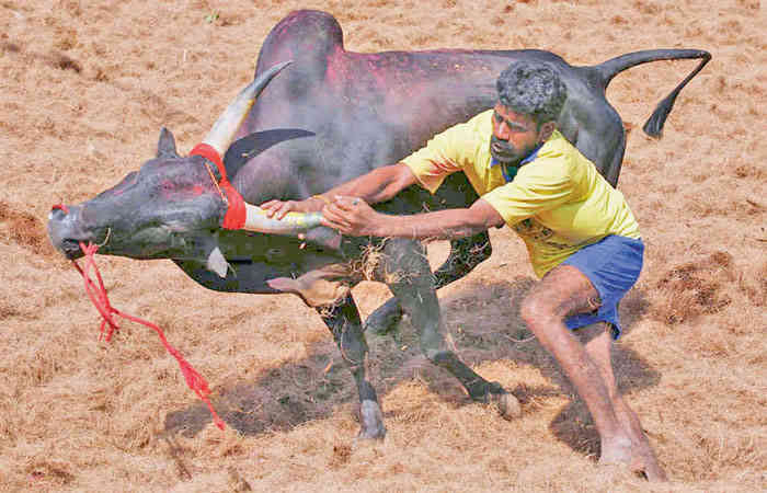 સંસ્કૃતિના નામે પ્રણીઓને હણવામાં આવે છે..
