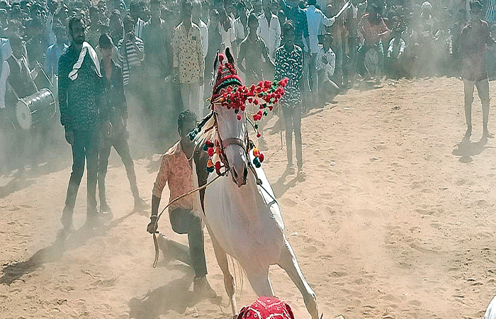 જસરા મેળાના ત્રીજા દિવસે અશ્વોના હેરત અંગેજ કરતબોએ આકર્ષણ જમાવ્યું