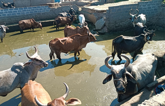 ભુજના નગરરક્ષક મંદિર પાસેના નાળાના કીચડમાં ગાયોની કફોડી હાલત
