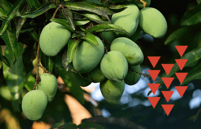 Farmers uproot 20,000 Kesar mango trees in Gir over poor yield, low profits