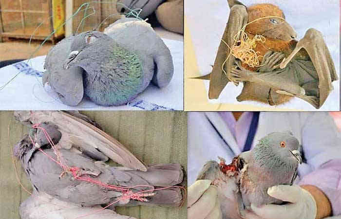 Over 2,000 birds, animals injured in Uttarayan in Ahmedabad