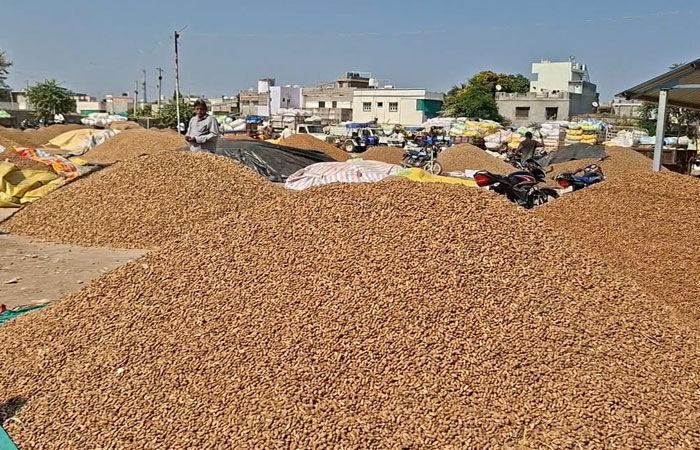 ખરીદીમાં ખોટીપોઃ સારી મગફળીને નામંજૂર રખાતાં ખેડૂતોનો હોબાળો