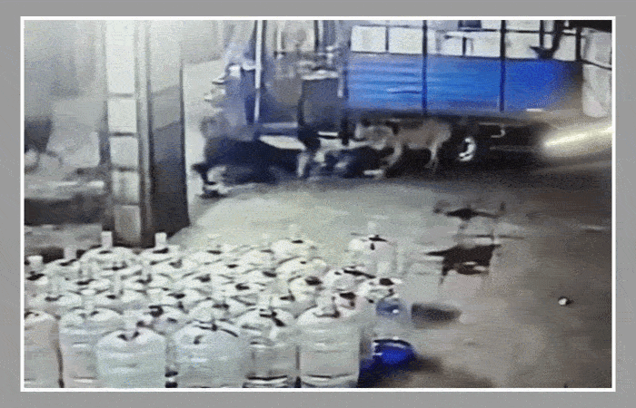 CCTV: સુરતની તિરુપતિ માર્કેટમાં માસૂમ બાળક પર તૂટી પડ્યું શ્વાનોનું ટોળું, હચમચાવી મૂકતો વીડિયો વાઈરલ