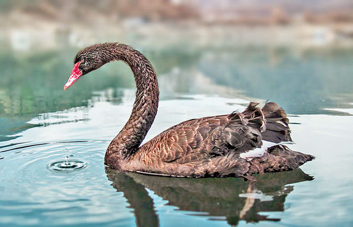 Australia's Beautiful Bird The Black Swan