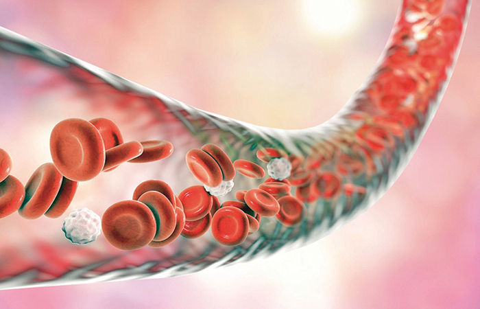 The Wonderful Structure of Blood Vessels that Deliver Blood in the Body