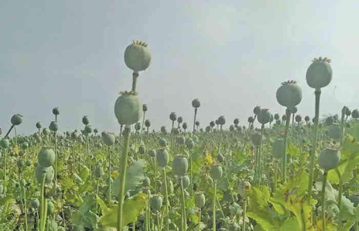 ભાવનગર: મોણપર સીમમાંથી મસમોટુ ગાંજાનું વાવેતર ઝડપાયું