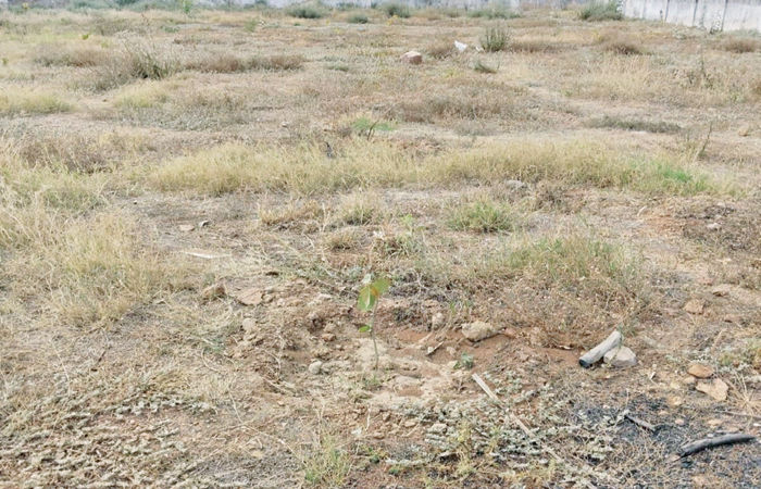 ધ્રાંગધ્રાના ચુલી ગામે પાણીના અભાવે ૩૦૦થી વધુ છોડ પર સંક્ટ
