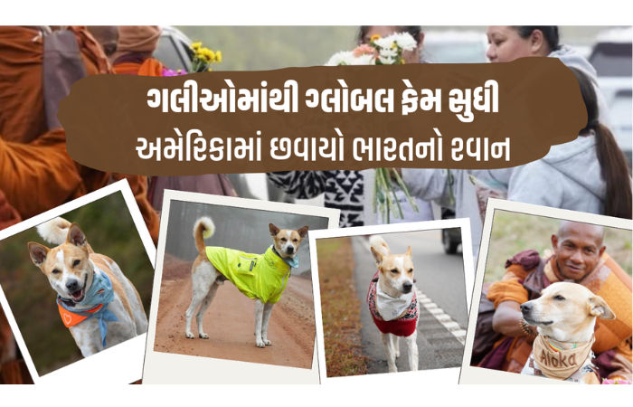 ગલીઓમાંથી ગ્લોબલ ફેમ સુધી: ભારતનો શ્વાન 'આલોક' અમેરિકામાં ફેલાવી રહ્યો છે શાંતિનો સંદેશો