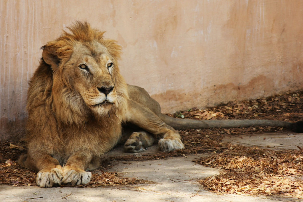Human Rights Commission to probe online booking of lion safaris in Gir