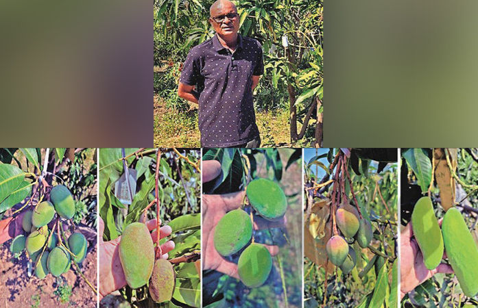 વલસાડના ખેડૂતનો મેજિક આંબો : એક જ આંબા પર દેશવિદેશની 22 જાતની કેરીનો પાક