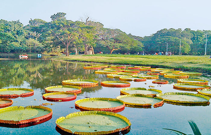 કોલકાતાનો બોટાનિકલ ગાર્ડન                        .