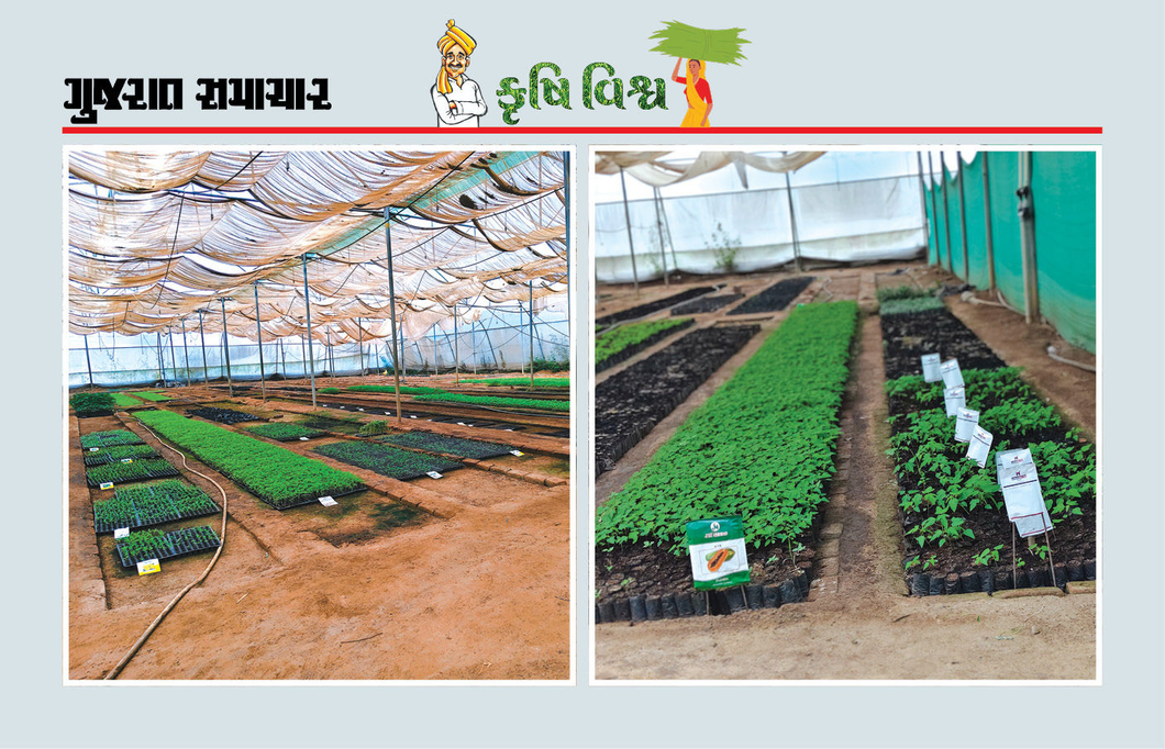 87 વર્ષીય ખેડૂતનો અભિનવ પ્રયોગ : નર્સરી અને મશરૂમની ખેતીમાં લાખો રૂપિયાની આવક