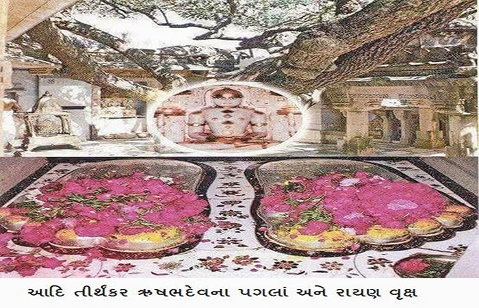 જાણો છો ? જગતનું પહેલું વૃક્ષમંદિર છે, શત્રુંજય તીર્થ પરનું રાયણ વૃક્ષ !