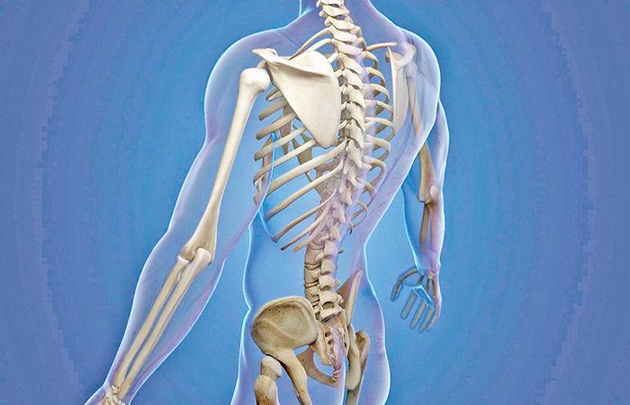 સજીવ સૃષ્ટિનો ઉપયોગી અવયવઃ હાડકાં