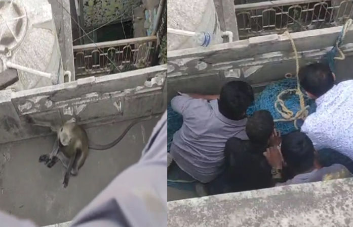 VIDEO: ગોધરામાં 10થી વધુ લોકોને બચકાં ભરનાર કપિરાજ ઝડપાયો, વન વિભાગે ભારે જહેમત બાદ પાંજરે પૂર્યો