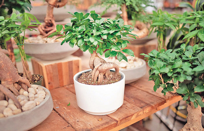 The Amazing World of Tiny Trees: Bonsai