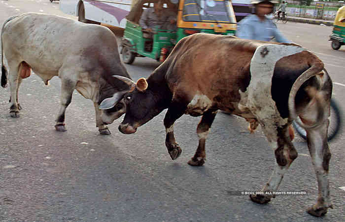 બાવળા પાલિકા વિસ્તારમાં રખડતી ગાયો અને આખલાઓની ભારે રંજાડ