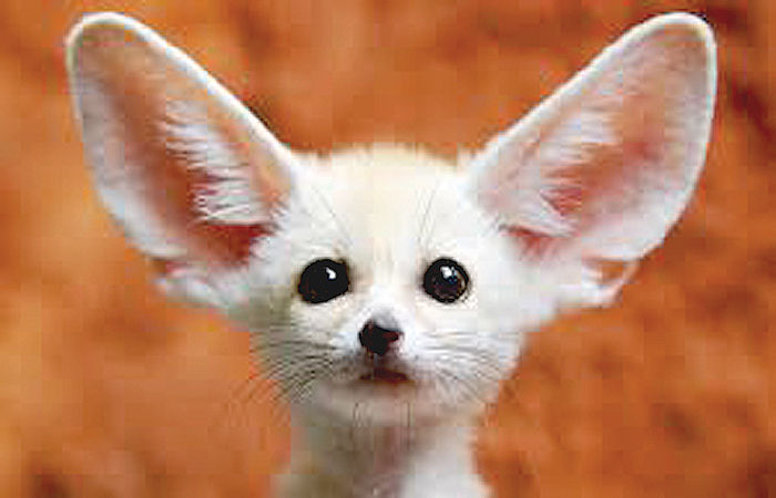 Animal Hearing: Amazing Adaptations