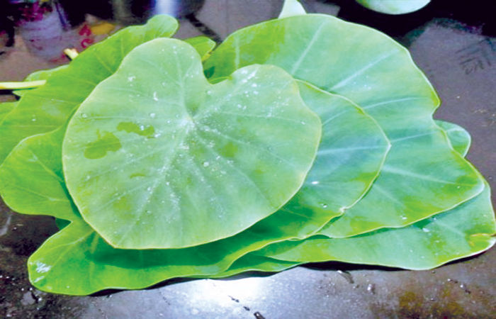 અજમાવી જૂઓ                                                  .