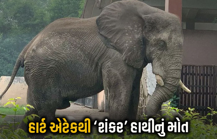 દિલ્હીના પ્રાણીસંગ્રહાલયમાં હાર્ટ એટેકથી આફ્રિકન હાથી શંકરનું મોત, પોસ્ટમોર્ટમમાં પુષ્ટી