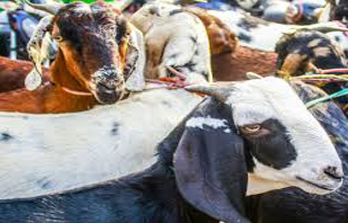દીપડાના ભોજન માટે એક  કરોડના ખર્ચે બકરીઓ જંગલમાં છોડવામાં આવશે