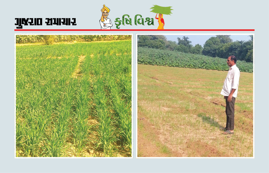 પ્રમાણિત અને ગુણવત્તાયુક્ત બિયારણનો આગ્રહ રાખો, ખર્ચ ઘટશે, ઉત્પાદન પણ વઘશે