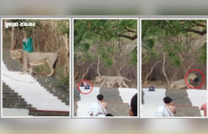 Lion strays onto Shetrunjay Hill, snatches pilgrim's bag before it is recovered