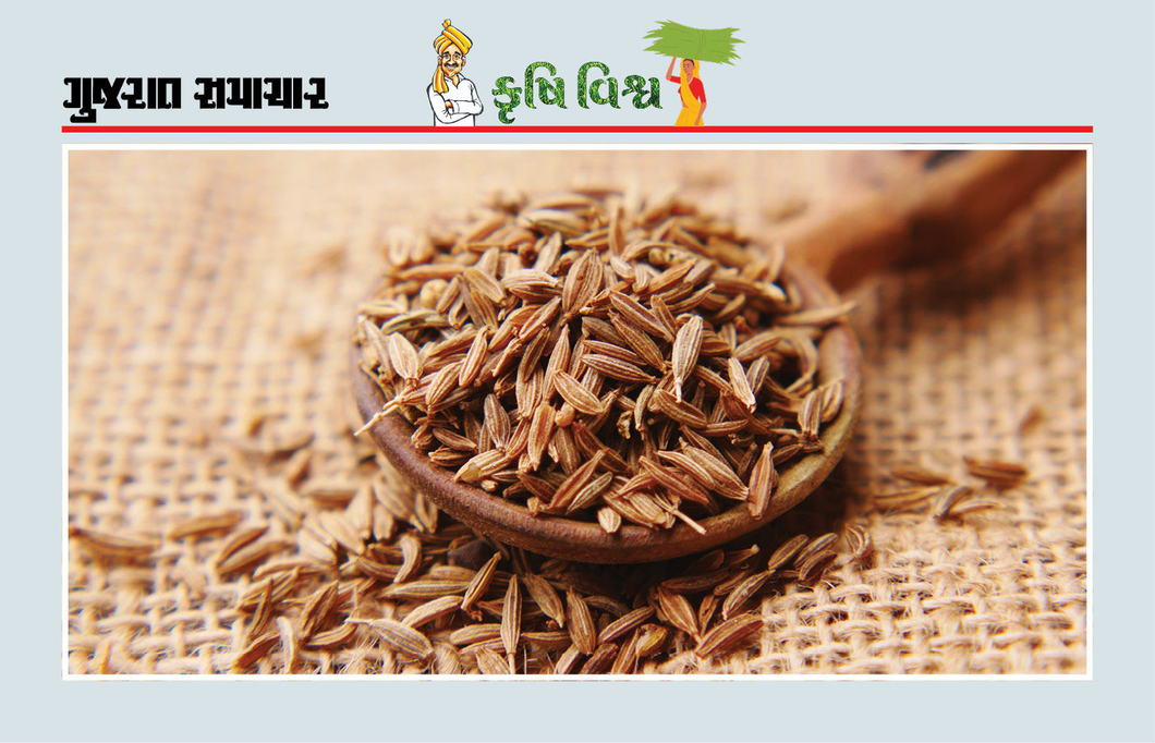 જીરાને નીંદણમુક્ત રાખવાથી હેક્ટર દીઠ ઉત્પાદનમાં 20 ટકા વૃદ્ધિ સંભવ
