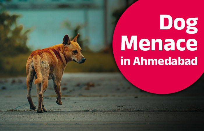 Stray Dog menace in Ahmedabad: A city of 3.75 lakh strays