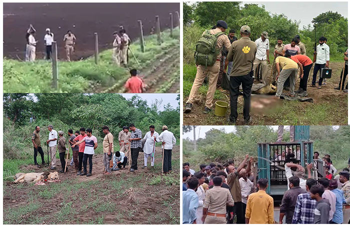 પાંચ વર્ષના બાળકને સિંહે ઊઠાવી ઝાડીમાં લઈ જઈ મોતને ઘાટ ઊતાર્યો
