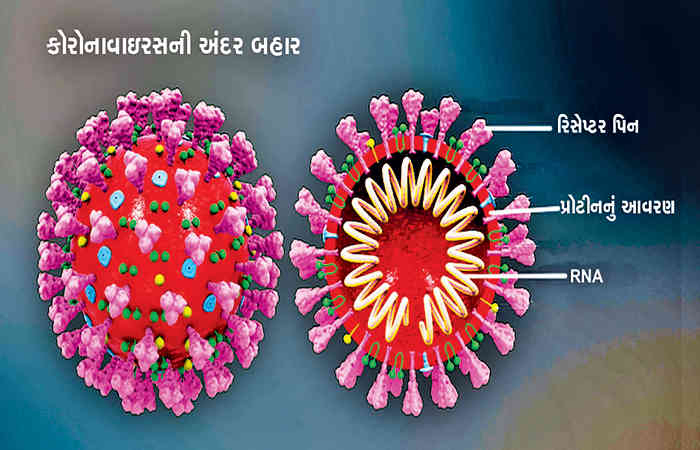 રોગપ્રતિકારક શક્તિ: કોરોનાના વાઇરસને નાથવાનું બહ્માસ્ત્ર