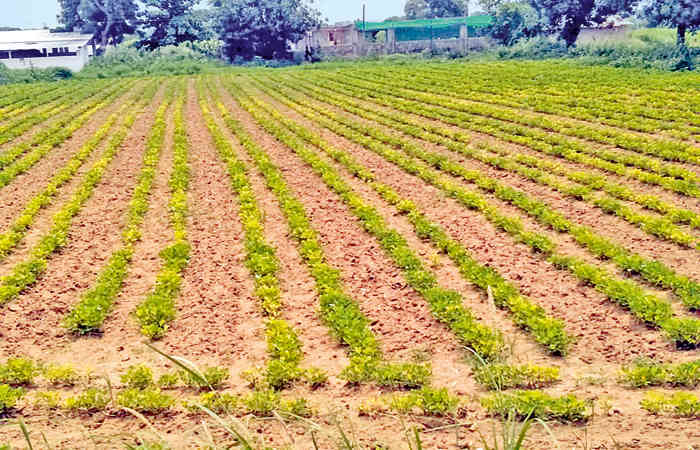 ઇડર તાલુકામાં સિઝનનો નવ ઇંચ વરસાદ 38682 હેકટર વાવેતર સામે ખતરો