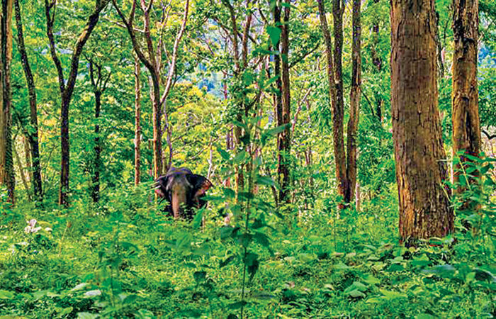 India's Natural Diversity                              .