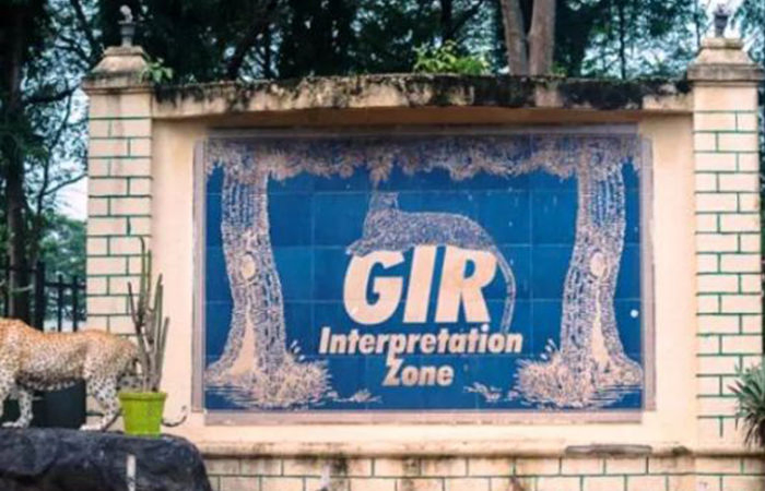 Gujarat govt allocates ₹277 cr for lion conservation in Gir region