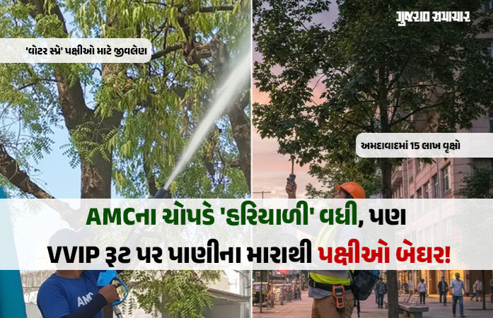 અમદાવાદમાં 15 લાખ વૃક્ષો અને 261 દુર્લભ પ્રજાતિ છતાં પક્ષીઓ અસુરક્ષિત, VVIP 'દેખાડા' માં માળાઓનો સોથ વળાયો