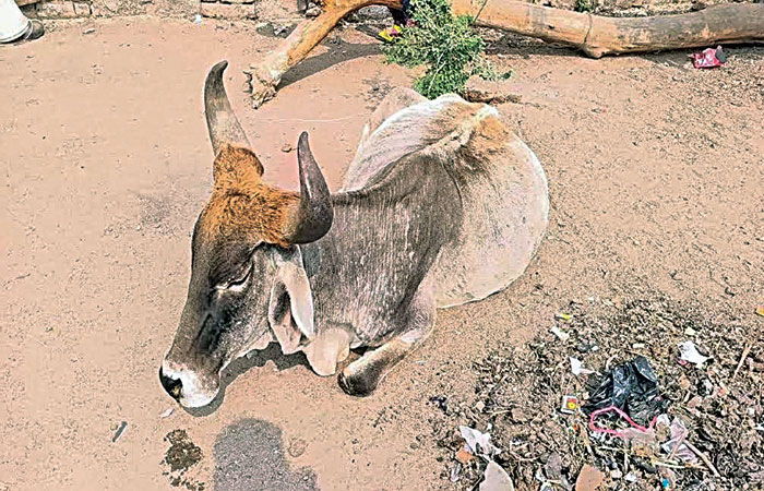 લીંબડી પાલિકા પાસે રખડતા ઢોર પકડવાની ટીમ કે સાધનો જ નથી