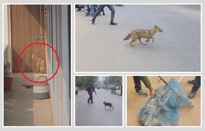 વડોદરા: ન્યુ સમા રોડ પર રહેણાંક સોસાયટીમાં શિયાળ ઘૂસી આવ્યું, વન વિભાગે ભારે જહેમત બાદ કર્યું રેસ્ક્યૂ