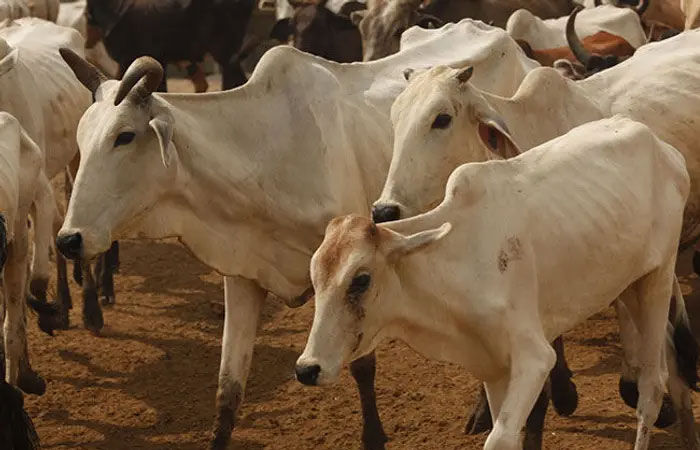 Over 40 cows die of hunger, thirst, cold at Botad gaushala, trustee arrested