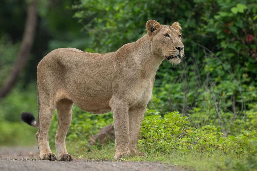 ₹40 cr to prevent lion deaths in Gujarat, push for wildlife protection, tourism