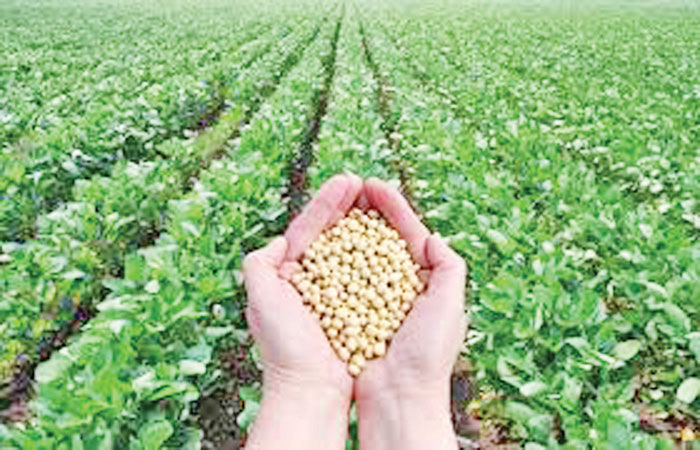 નબળો પાક છતાં, સોયાબીન MSP કરતા 15 % નીચે