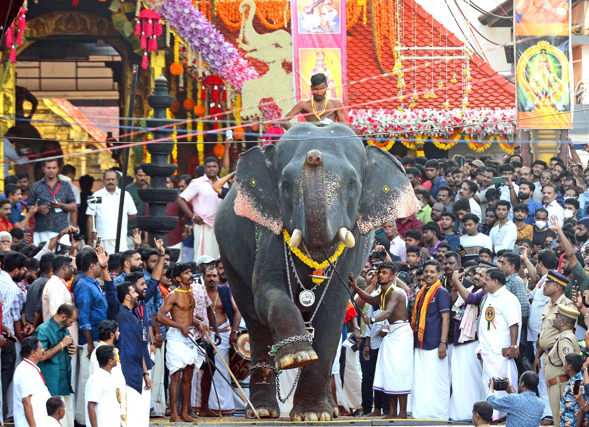 ‘Justice for jumbos’: Kerala HC comes to the aid of elephants, issues strict guidelines