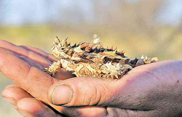 ઓસ્ટ્રેલિયાનો કાંટાવાળો કાચિંડો: થોર્ની ડેવિલ