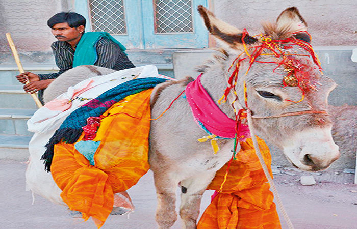 રંગીલો રાજસ્થાન જયાં ગર્દભો પણ પામે માનપાન