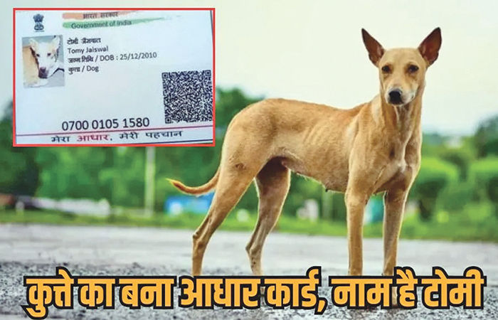 બોલો, હવે શ્વાનનું  પણ આધાર કાર્ડ                              .