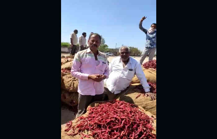 જામનગરના હાપા માર્કેટિંગ યાર્ડમાં મરચાંની હરાજીમાં સૌરાષ્ટ્રના ખેડૂતો જોડાયા