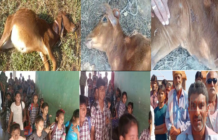 પોરબંદરના પાદરે આવેલો સિંહ હવે ઇન્દિરાનગરમાં ઘૂસી ગયો