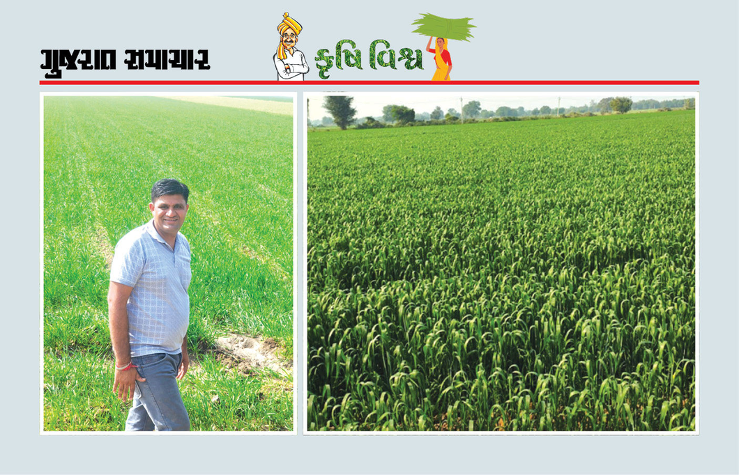 ઘઉંના ઓછા ઉત્પાદન છતાં ખર્ચમાં ઘટાડા સાથે આર્થિક આવકમાં નોંધપાત્ર વૃદ્ધિ