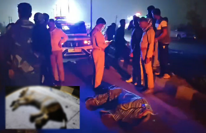 VIDEO: ભાવનગર-સોમનાથ હાઈવે પર કારની અડફેટે સિંહણનું મોત, જાફરાબાદ રેન્જ વિભાગે આદરી તપાસ